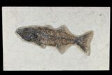 Fossil Fish (Mioplosus) - Inch Layer, Green River Formation #117138-1